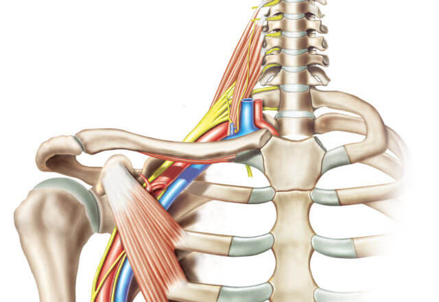 ADULT BRACHIAL PLEXUS AND PERIPHERAL NERVE SURGERY 342