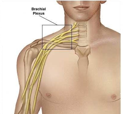 brachial plexus